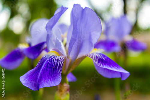 Fototapeta Naklejka Na Ścianę i Meble -  Bearded Iris