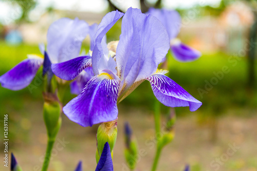 Fototapeta Naklejka Na Ścianę i Meble -  Bearded Iris