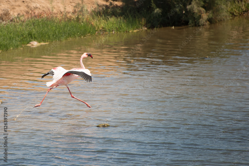 flamingo, bird, africa, namibia, kalihari - 001