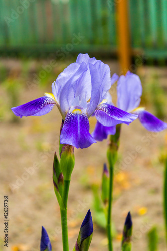 Fototapeta Naklejka Na Ścianę i Meble -  Bearded Iris