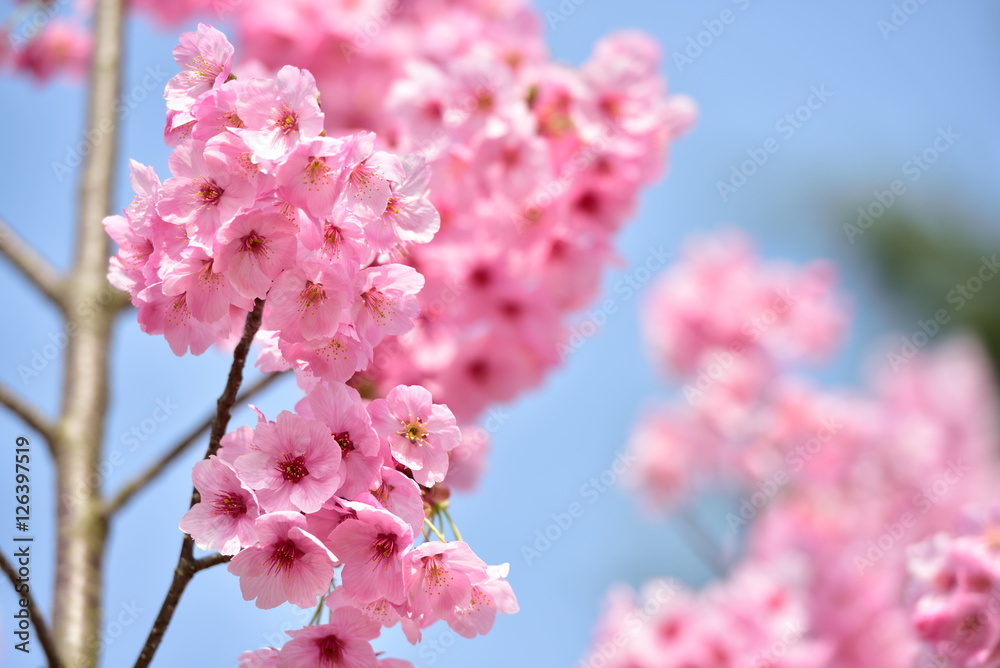 Cherry blossom Cherry blossom