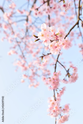 Cherry blossom © Tonic Ray Sonic