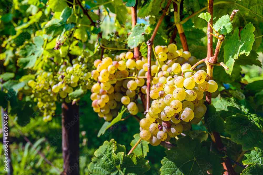 White grapes on the grapevines just before the harvest