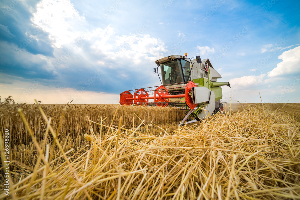 Obraz premium Combine harvester in action on wheat field