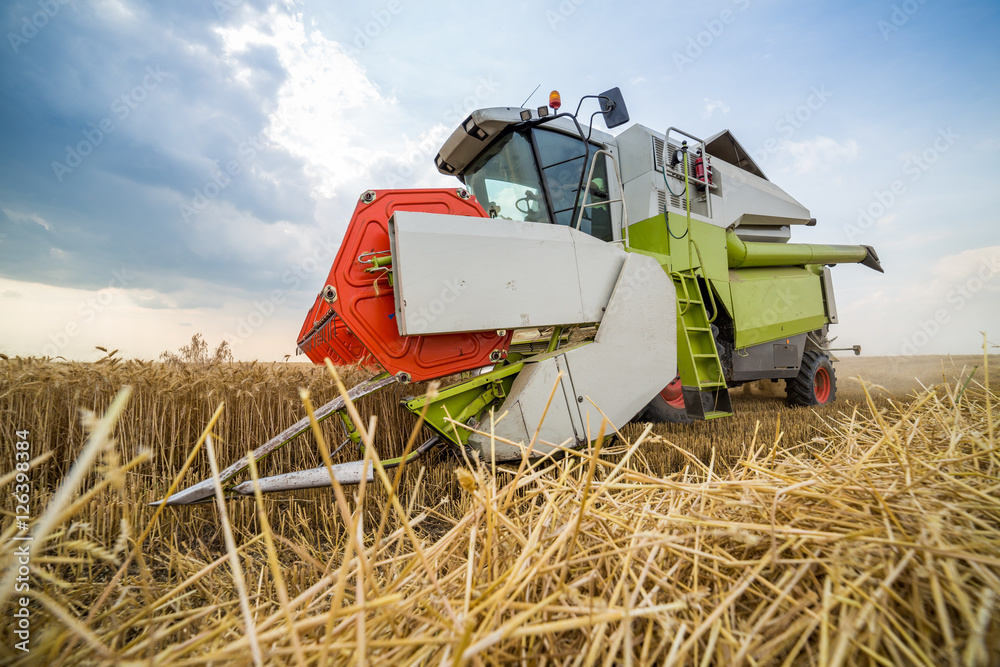 Obraz premium Combine harvester in action on wheat field