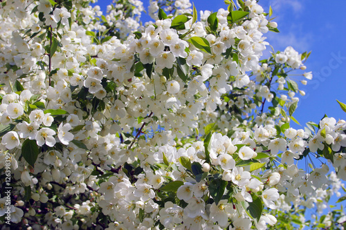 apple tree in bloom