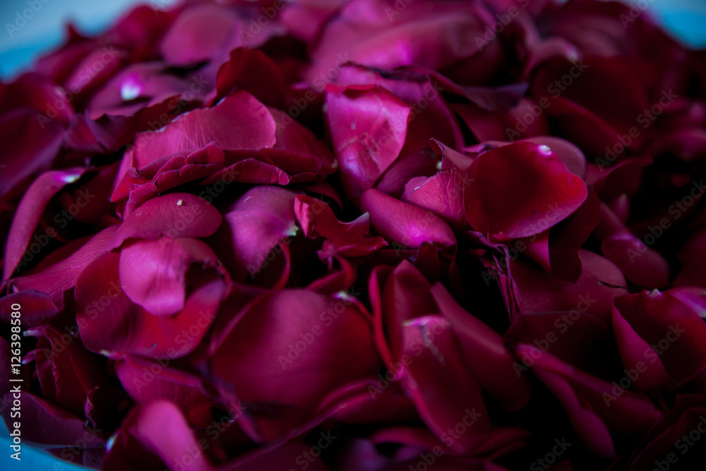 Pétalos de flores rojas Pétalos de flores rojas