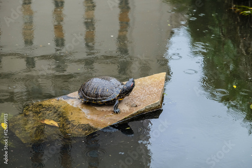 Turning Turtle photo