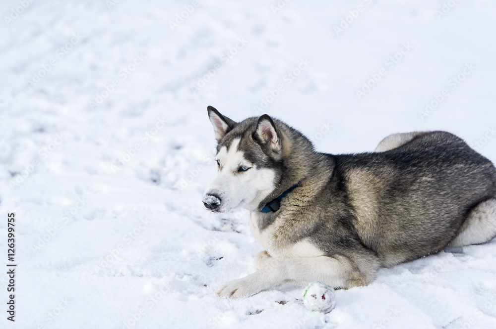 Siberian hunting dog lies on the snow.