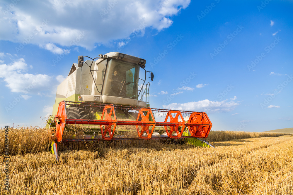 Fototapeta premium Combine harvester in action on wheat field