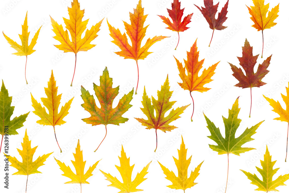 Autumn maple yellow leaves isolated on white background Autumn maple yellow leaves isolated on white background