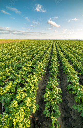 Green field of potato crops in a row