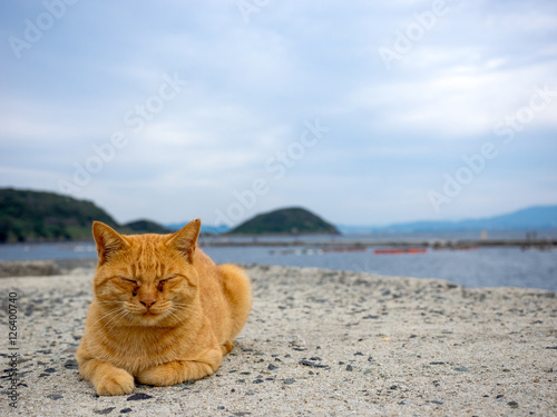 猫と海辺