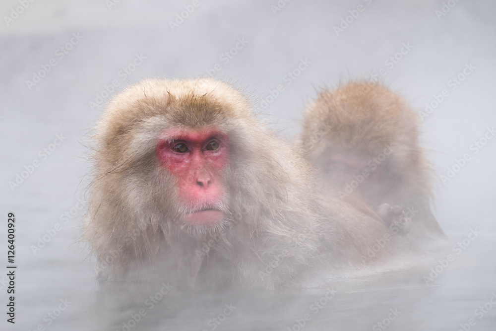 Naklejka premium Monkeys bathe in hot springs in Nagano, Japan