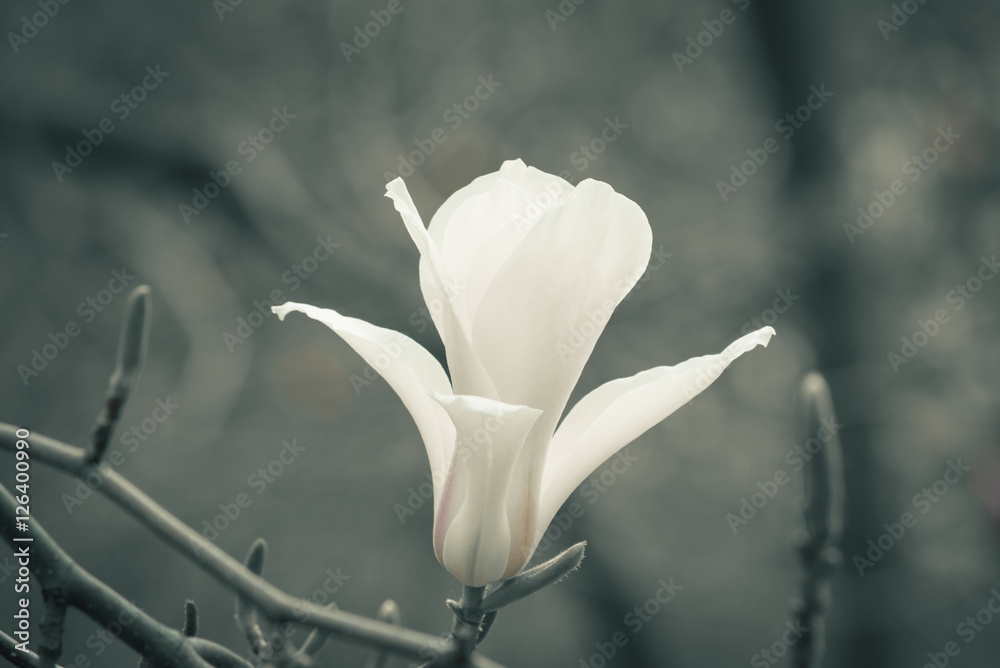Naklejka premium Spring floral background with white magnolia flowers.