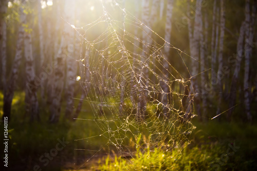 Spiderweb in russian forest.