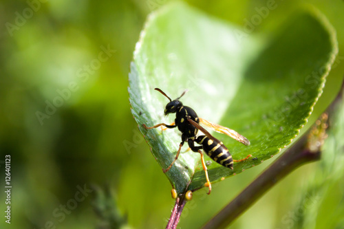 Wasp sitting on a leaf