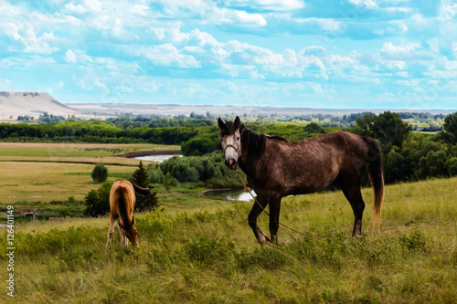 Pasturing horses in the countryside.