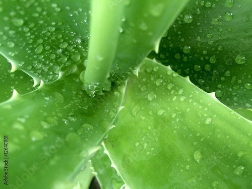 Aloe vera water drop background close up macro photo