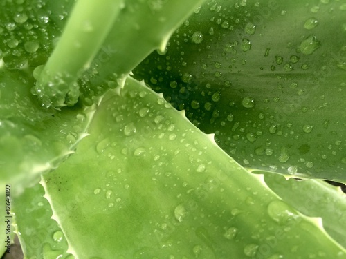 Aloe vera water drop background close up macro