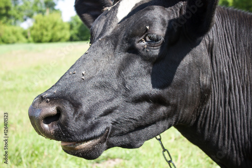 Black and White Dairy Cow