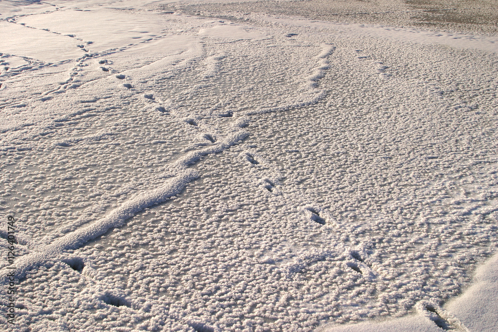animal tracks on the frozen river animal tracks on the frozen river