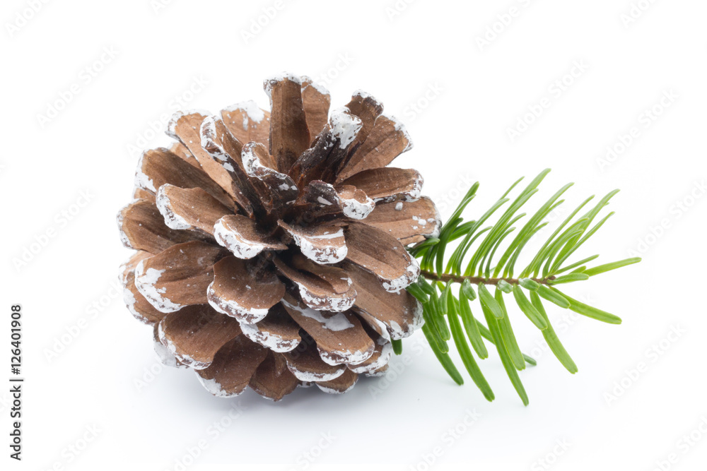 Fir tree branch and cones isolated on white background. Fir tree branch and cones isolated on white background.