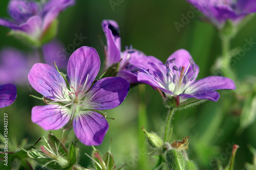 purple flowers photo