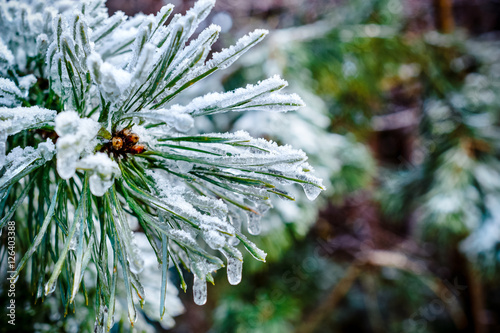 Pine branches, needles covered with frost.
