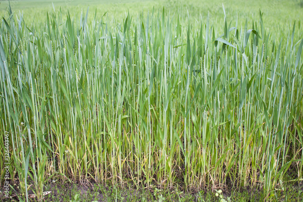 Green wheat field in summer. Green wheat field in summer.