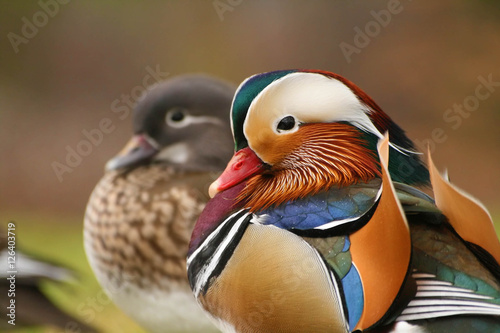 Two mandarin ducks