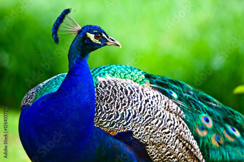 Peacock on green background