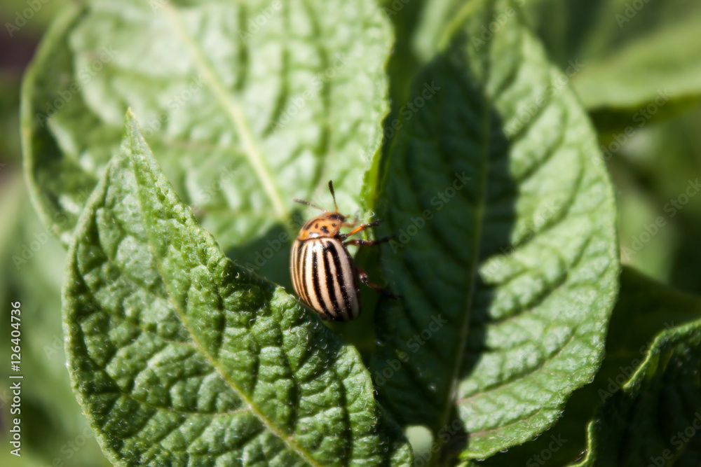 Colorado beetle on potato leaf.