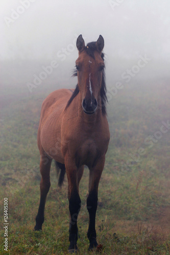 Horse in the Mist