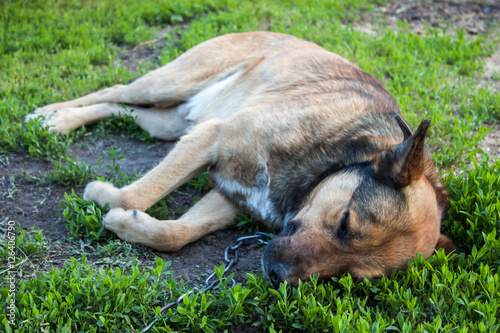 Dog sleeping in the garden. © Fotikphoto