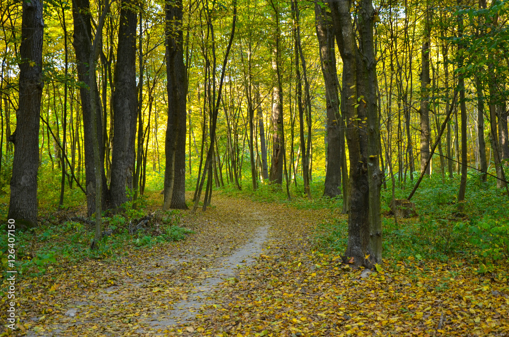 Naklejka premium Sunlight in the autumn forest. landscape