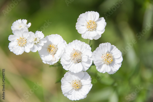 White small flowers in the form of airplane on green background. 