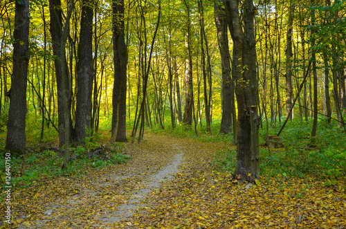 Sunlight in the autumn forest. landscape