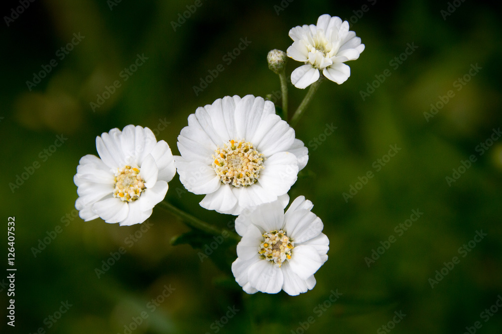 Small white flowers on a dark green background.