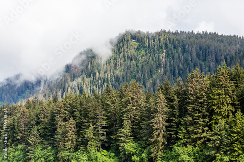 Tall Majestic Evergreens