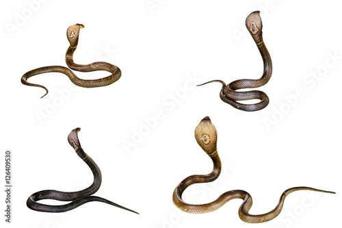 Four King Cobra Snakes Ophiophagus hannah, isolated on white background. behind view.