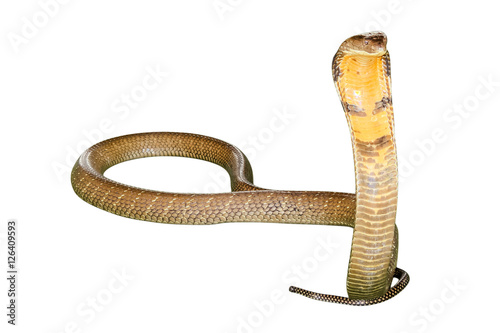 King Cobra Snake Ophiophagus hannah, isolated on white background. Front view.