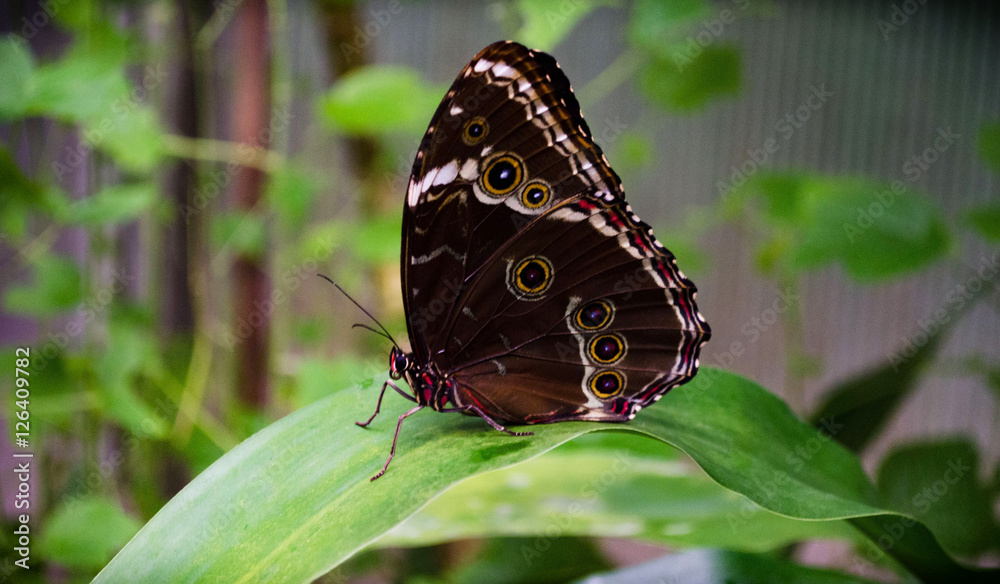 Fototapeta premium Schöner Schmetterling