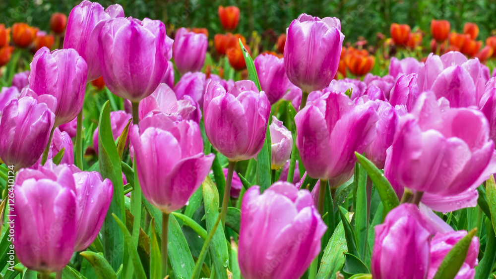 Tulips