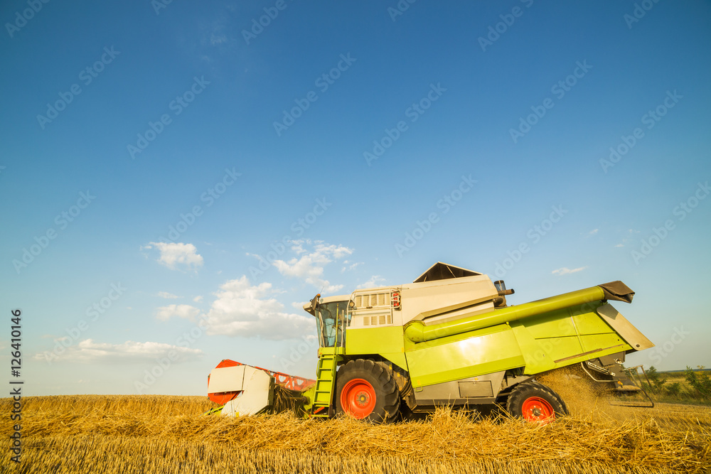 Obraz premium Combine harvester in action on wheat field