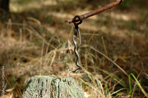 Grass snake hanging on a stick in the woods.