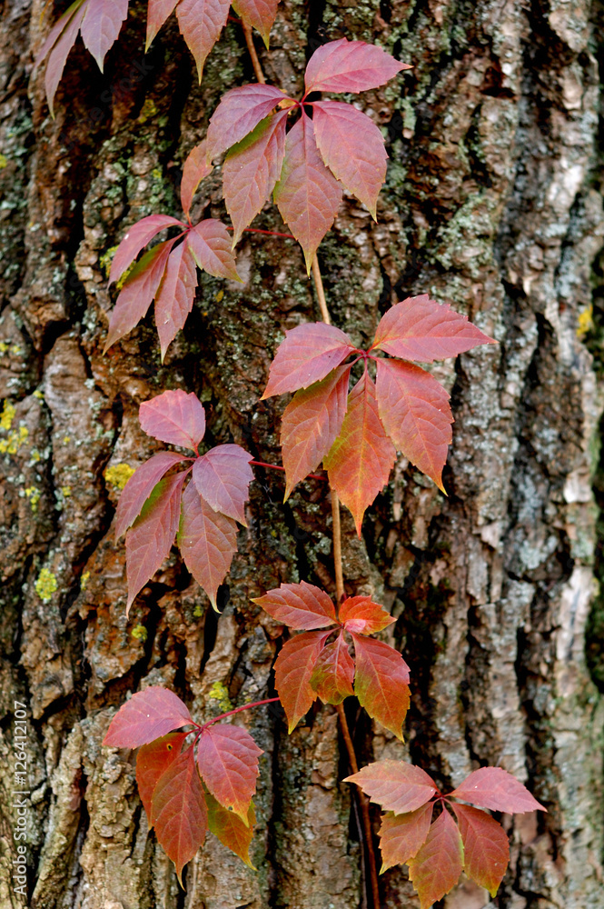 Red leaves of wild grapes in the autumn.