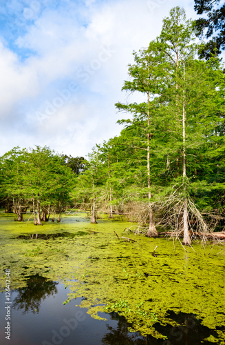 Martin Dies, Jr. State Park photo