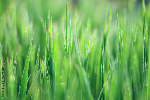 grass, juicy, glistening dew drops in the early morning. soft focus, gentle light. Beautiful natural background, screen saver, 