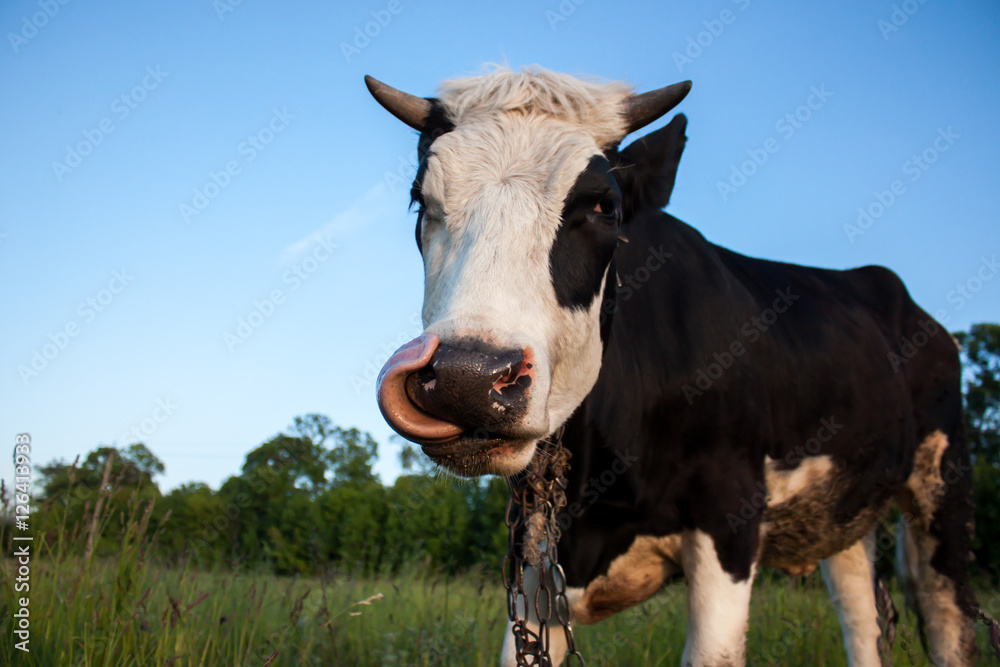 Black and White Dairy Cow